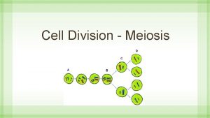 Cell Division Meiosis Why is Meiosis so Important