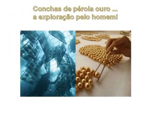 Conchas de prola ouro a explorao pelo homem