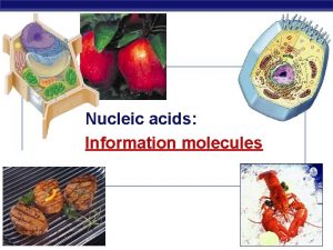 Nucleic acids Information molecules Nucleic Acids Types u