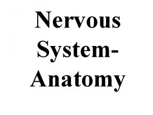 Nervous System Anatomy Central Nervous System Brain Spinal