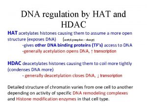 DNA regulation by HAT and HDAC HAT acetylates