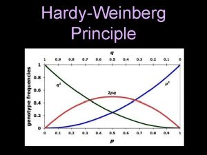 HardyWeinberg Principle Learning Objectives Explain the HardyWeinberg principle