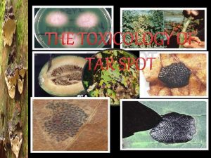 THE TOXICOLOGY OF TAR SPOT Common Name Tar
