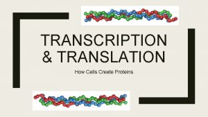 TRANSCRIPTION TRANSLATION How Cells Create Proteins Overview Proteins