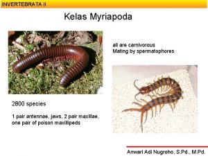 INVERTEBRATA II Kelas Myriapoda all are carnivorous Mating