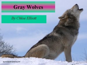 Gray Wolves By Chloe Elliott http en wikipedia