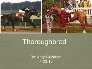 Thoroughbred By Angel Kleiman 4 23 15 History