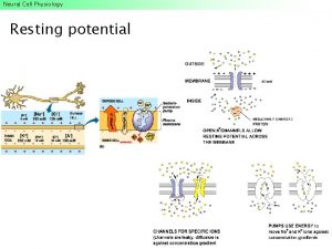 Neural Cell Physiology Resting potential Neural Cell Physiology