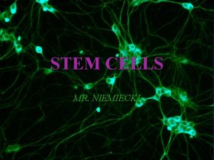 STEM CELLS MR NIEMIECKI STEM CELLS Develop into