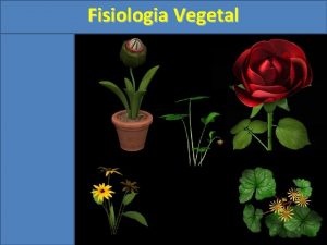 Fisiologia Vegetal Fisiologia Vegetal 1 Introduo A fisiologia