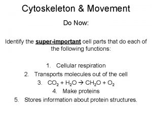 Cytoskeleton Movement Do Now Identify the superimportant cell