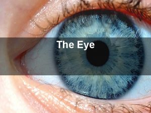 The Eye Eye Anatomy lens cornea sclera retina