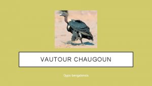 VAUTOUR CHAUGOUN Gyps bengalensis INTRODUCTION AUX VAUTOURS Les