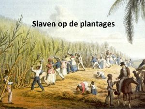 Slaven op de plantages Melissa In 1500 gingen