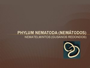 PHYLUM NEMATODA NEMTODOS NEMATELMINTOS GUSANOS REDONDOS PHYLUM NEMATODOS