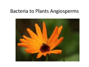 Bacteria to Plants Angiosperms Vascular Plants Seedless Reproduce