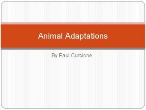Animal Adaptations By Paul Curcione Animal Adaptations https