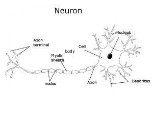 Neuron Nucleus Axon terminal Myelin sheath nodes body