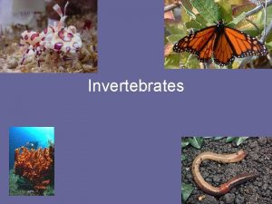 Invertebrates Invertebrates Invertebrates 1 Animals without a backbone
