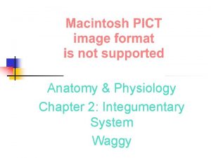 Anatomy Physiology Chapter 2 Integumentary System Waggy Key