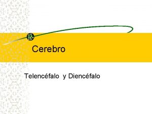 Cerebro Telencfalo y Diencfalo Caractersticas Telencfalo Presentan surcos