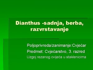 Dianthus sadnja berba razvrstavanje Poljoprivredazanimanje Cvjear Predmet Cvjearstvo