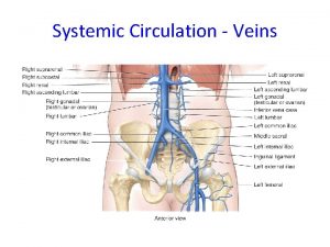 Systemic Circulation Veins Portal Circulation The hepatic portal