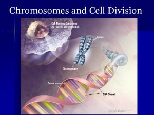 Chromosomes and Cell Division DNA Limits Cell Size