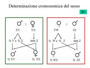 Determinazione cromosomica del sesso XY Ye X XY