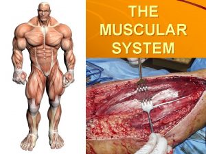 THE MUSCULAR SYSTEM Types of Muscle Involuntary Muscle