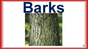 Barks Non Official Barks Cassia Bark Chinese Cinnamon