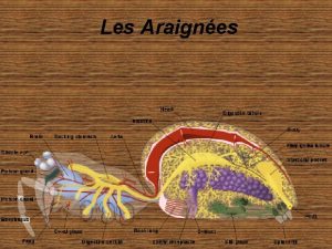 Les Araignes Les araignes ou aranides ordre des