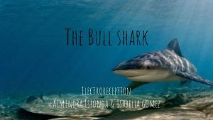 The Bull shark Electroreception Almendra Esponda Isabella gomez