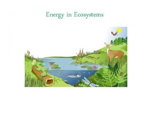 Energy in Ecosystems Food Chain decomposer Consumer level