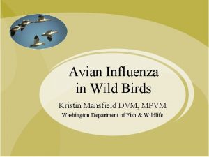 Avian Influenza in Wild Birds Kristin Mansfield DVM