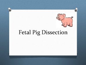 Fetal Pig Dissection What do you think humans