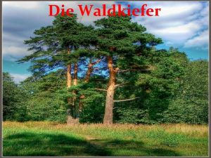 Die Waldkiefer Andere Namen von Waldkiefer Die Gemeine