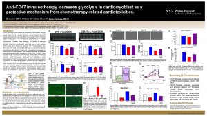 AntiCD 47 immunotherapy increases glycolysis in cardiomyoblast as