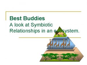 Best Buddies A look at Symbiotic Relationships in