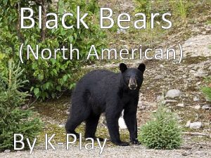 Black Bears North American By KPlay Black Bears