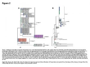 Figure 2 Phylogeny of respiratory syncytial virus genotype