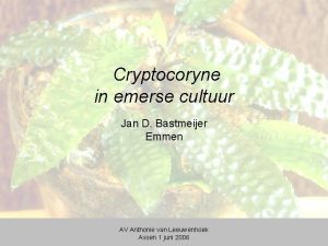 Cryptocoryne in emerse cultuur Jan D Bastmeijer Emmen