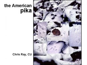 the American pika Chris Ray CU and pikas
