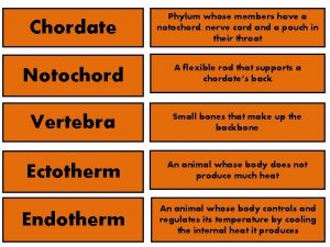 Chordate Phylum whose members have a notochord nerve