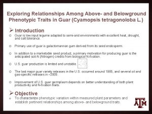 Exploring Relationships Among Above and Belowground Phenotypic Traits