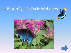 Butterfly Life Cycle Webquest Introduction Did you ever