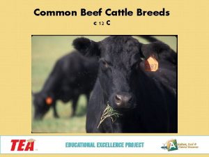 Common Beef Cattle Breeds c 12 C Today