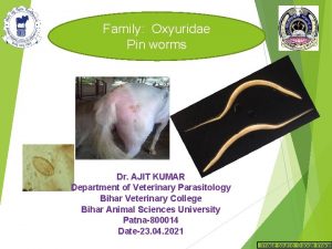 Family Oxyuridae Pin worms Dr AJIT KUMAR Department