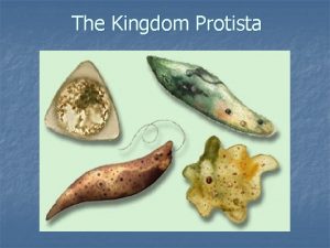 The Kingdom Protista Kingdom Protista Domain Type of