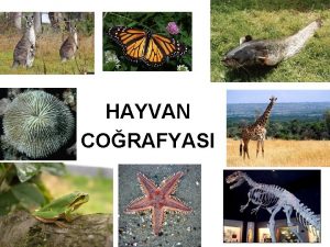 HAYVAN CORAFYASI GR Hayvan corafyas hayvanlarn yeryzndeki dalmn